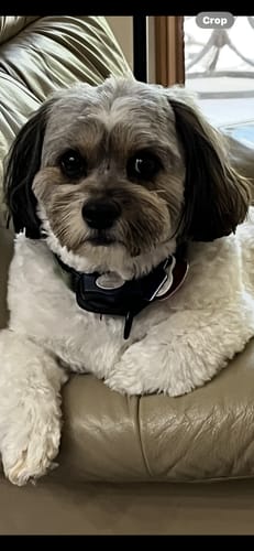 Customer photo review of DE-01 Dental Dogbiotic