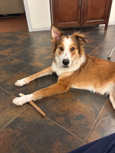 Customer photo review of 12 Inch Jumbo Bully Sticks