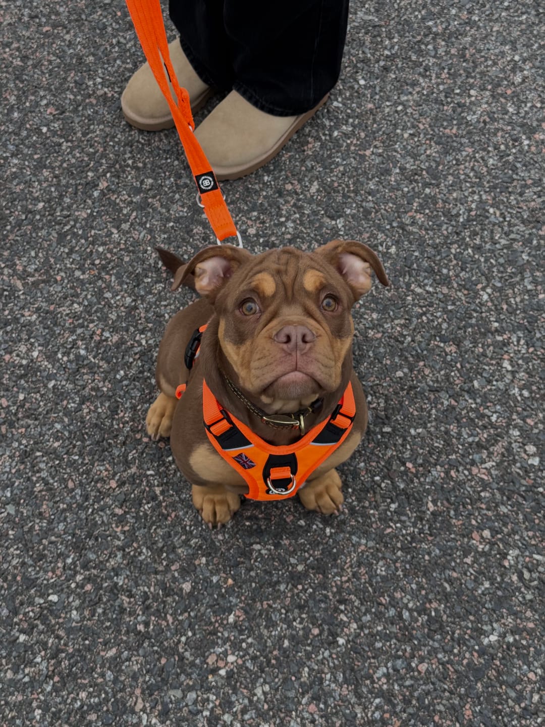 Customer photo review of Anti Pull Hurricane Harness - With Handle - Orange