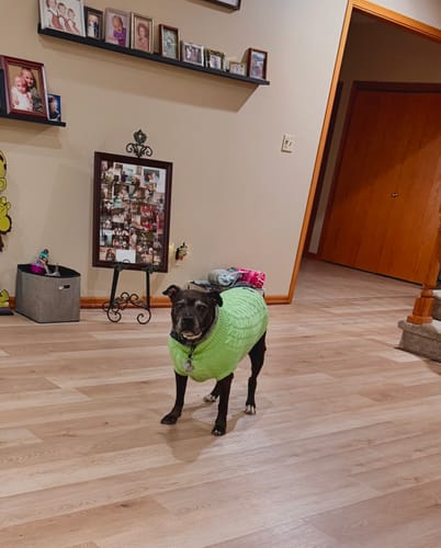 Customer photo review of Cable Knit Dog Sweater - Mint Green