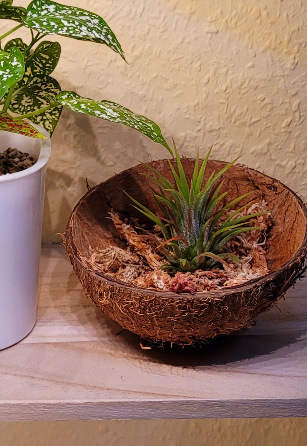 Customer photo review of Tillandsia ionantha