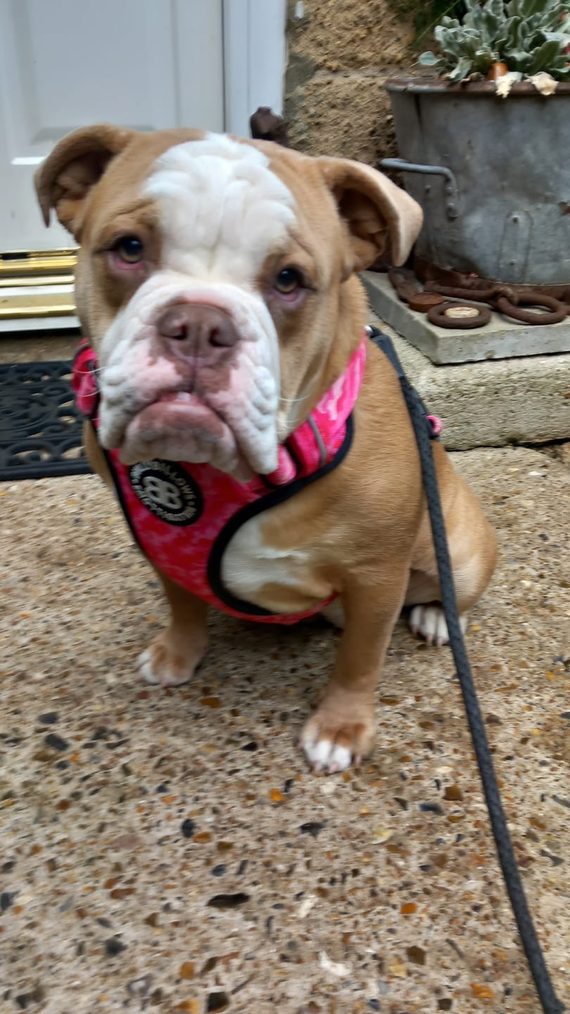 Customer photo review of Comfort Premium Harness | Non Restrictive - Bubblegum