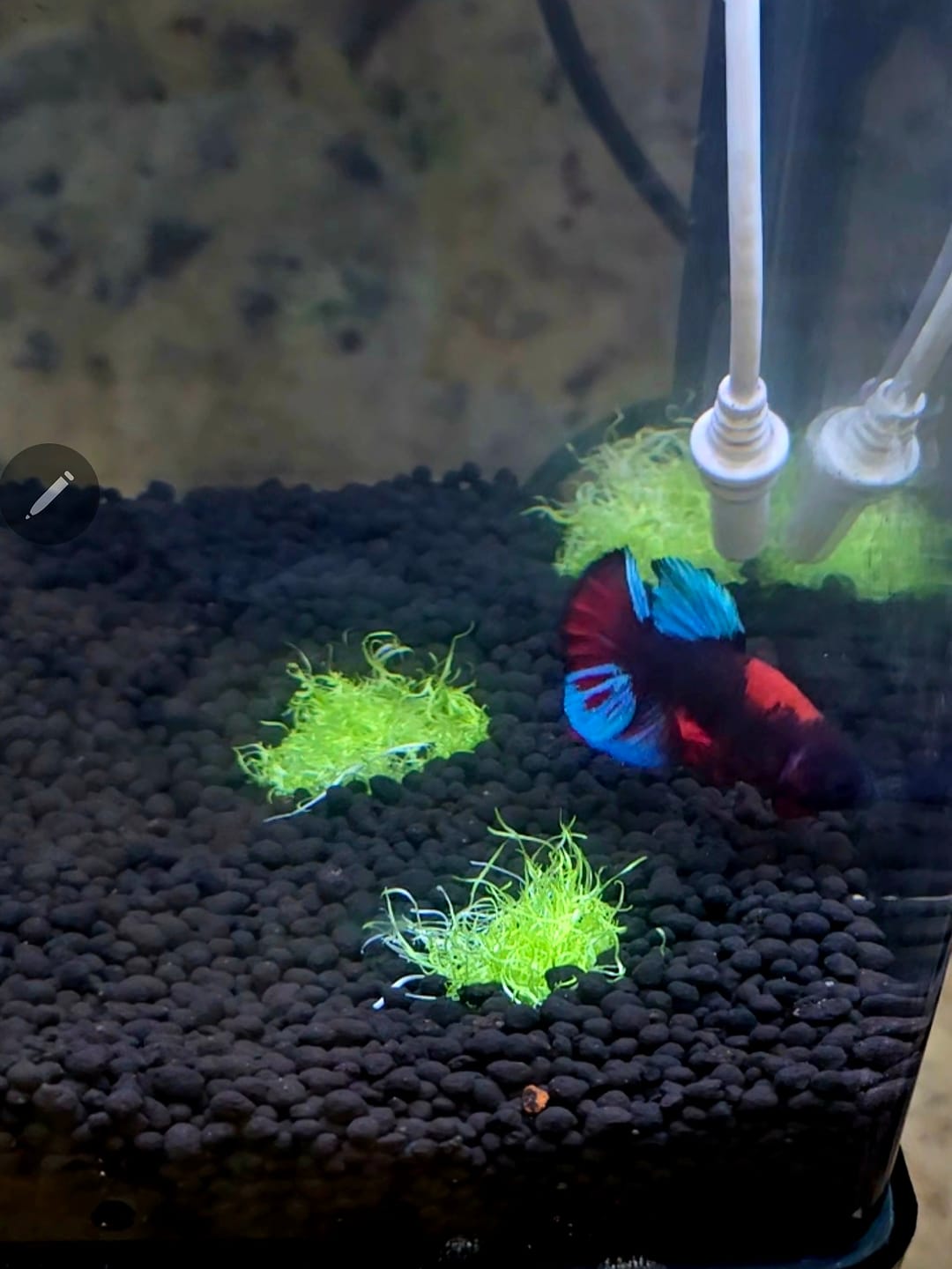 Customer photo review of Hellboy Plakat Male Betta Fish | Order Directly From Farm | You Pick Fish