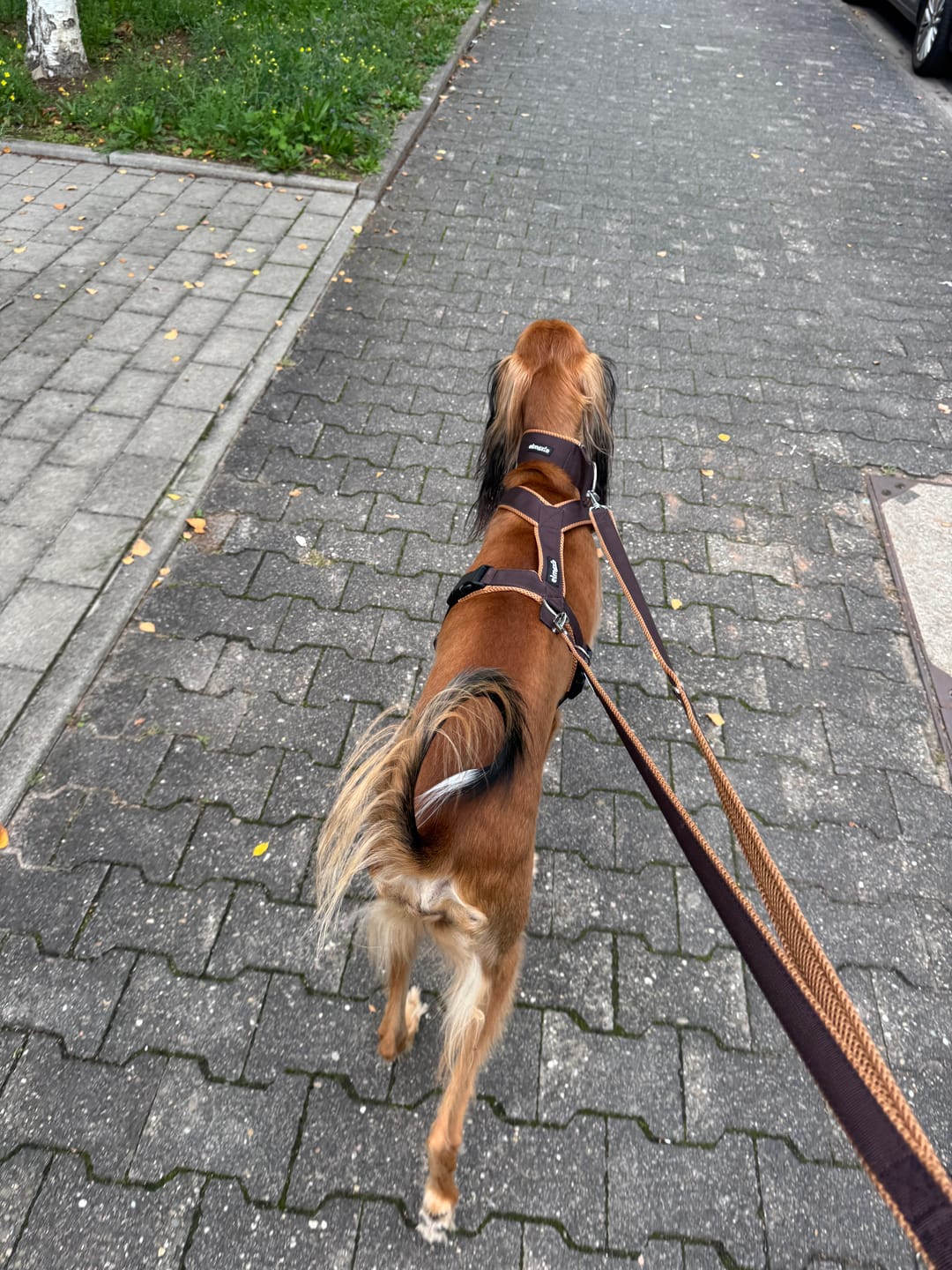 Customer photo review of Führungsleine 2,30m (3-fach verstellbar)