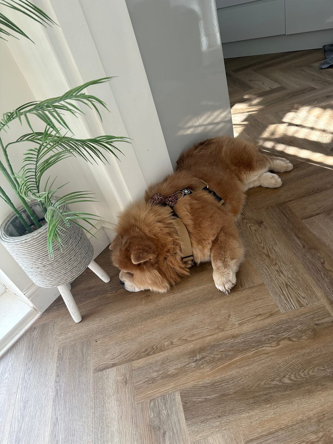 Customer photo review of Training Anti Pull TRI-Harness® | M-XL Breeds - Tan