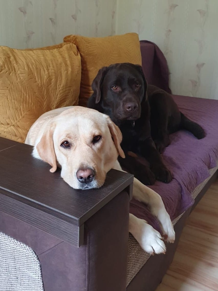 Customer photo review of Active VetDiet Intestinal suņiem