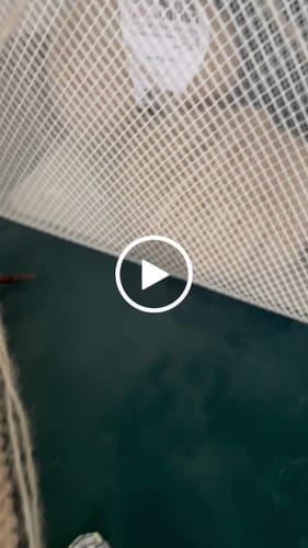 Customer video review of PRESALE ALPA COTTON