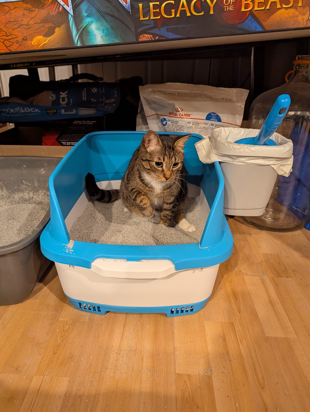 Customer photo review of Cateco Odour-Eliminating Litter box - Complete Starter Kit