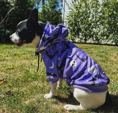 Customer photo review of Halloween Dog Hoodie - Purple