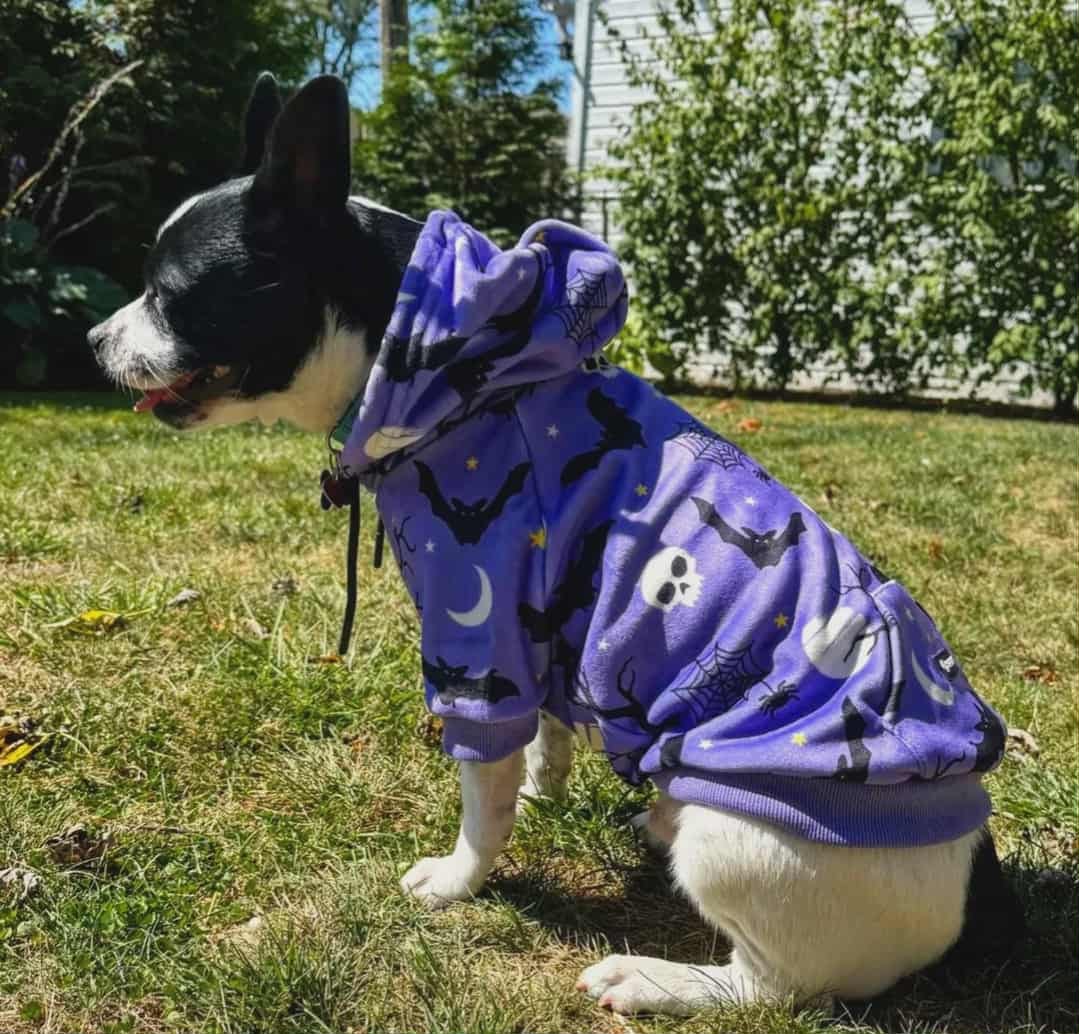 Customer photo review of Halloween Dog Hoodie - Purple
