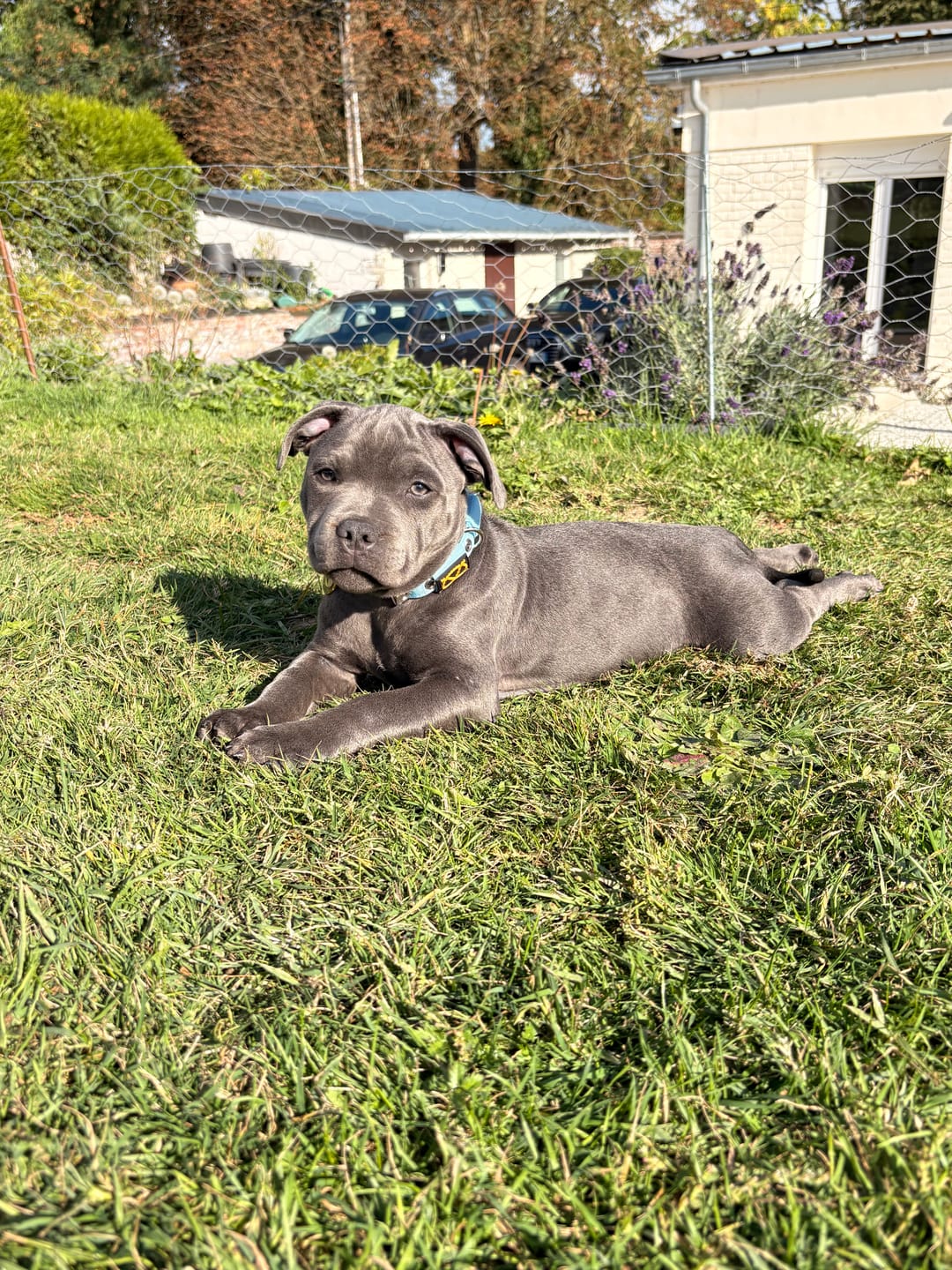 Customer photo review of Staffordshire Bull Terrier 1935® Puppy Collar & Leash Set - Baby Blue