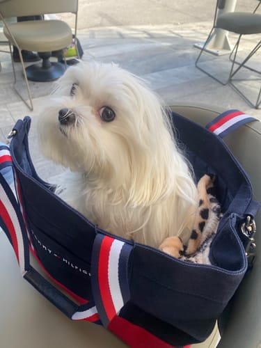 Customer photo review of Tommy Hilfiger Canvas Dog Tote Bag