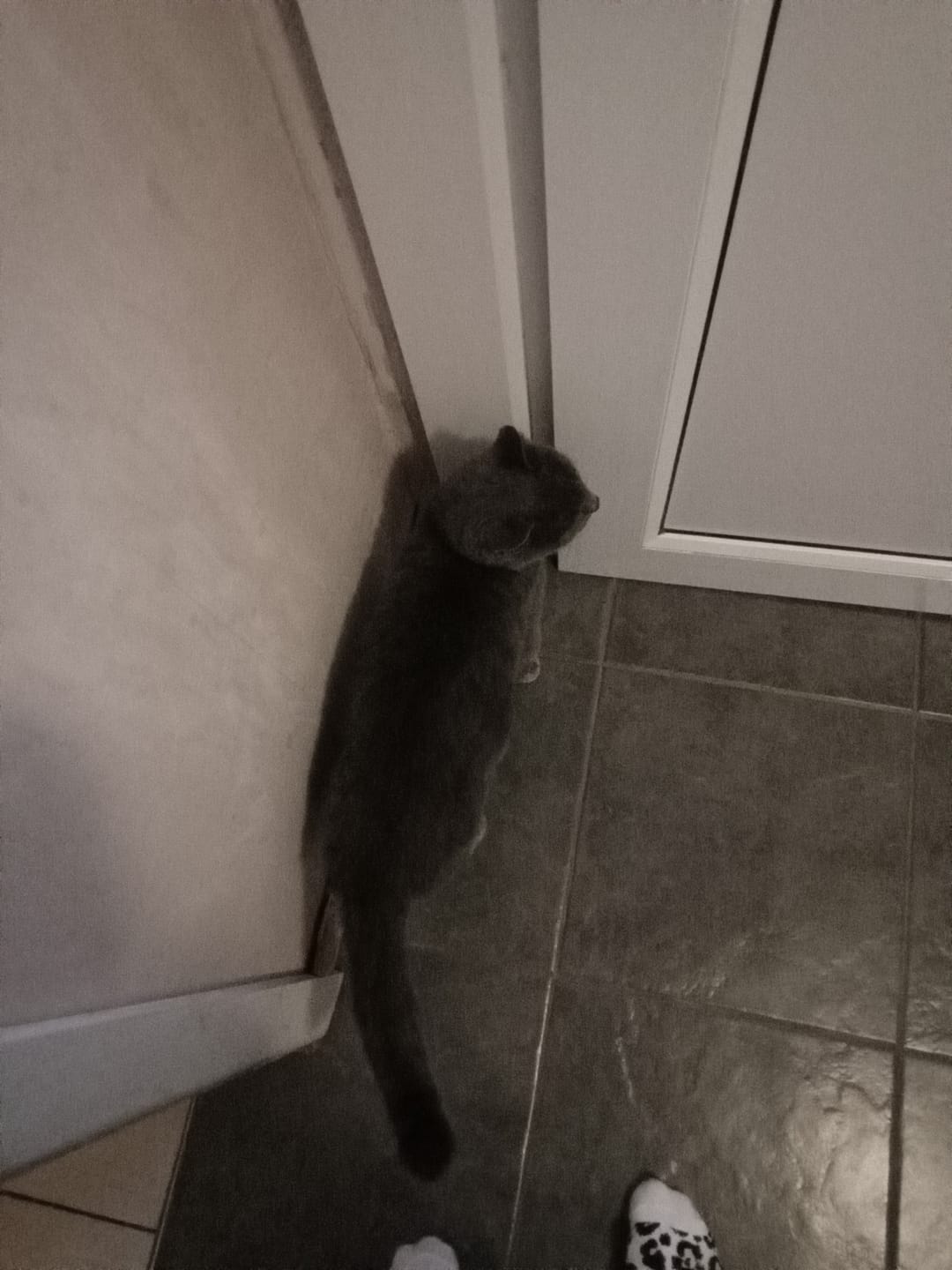 Customer photo review of Cat Spray
