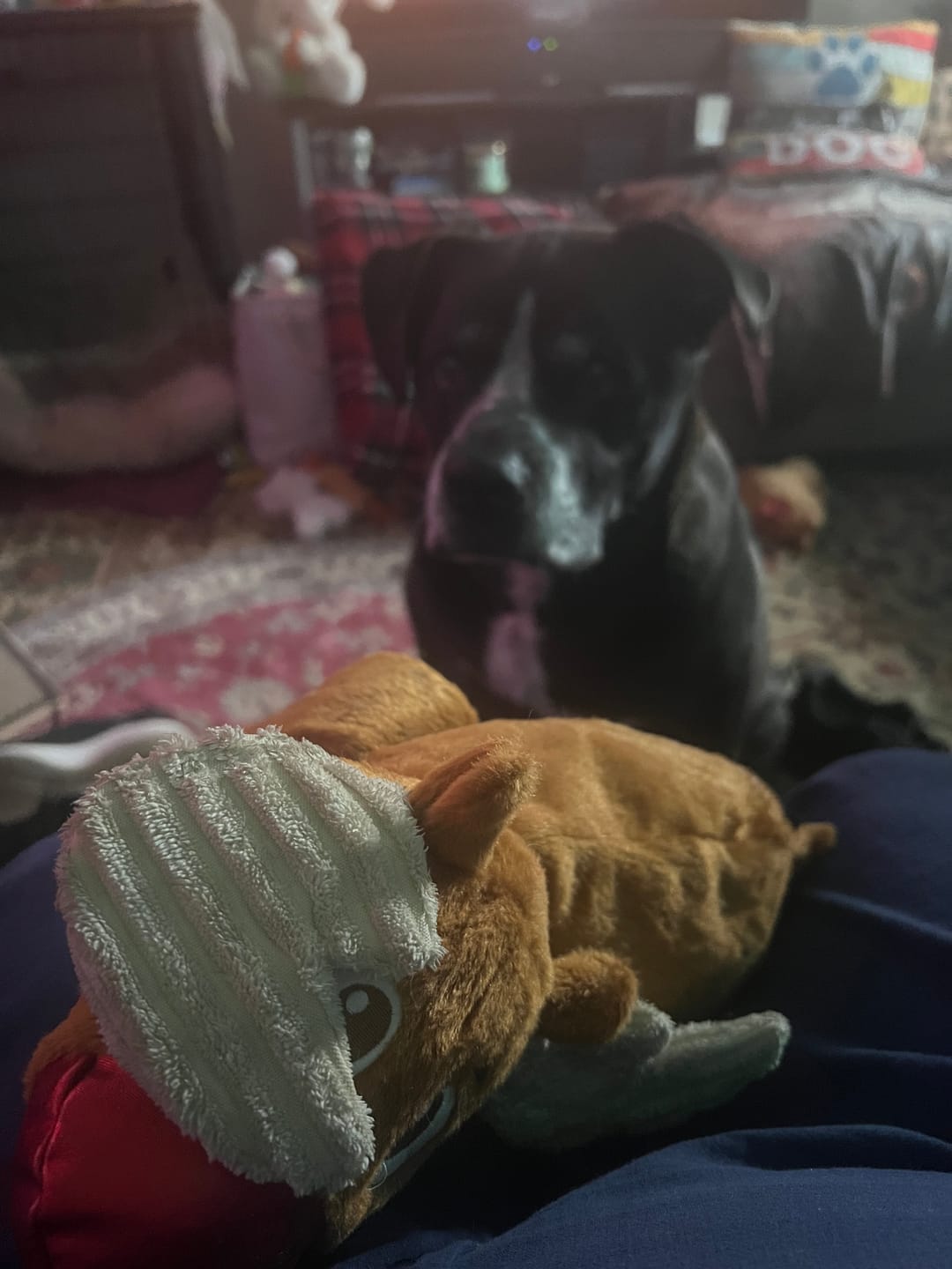Customer photo review of Beef Jerky Treats for Dogs