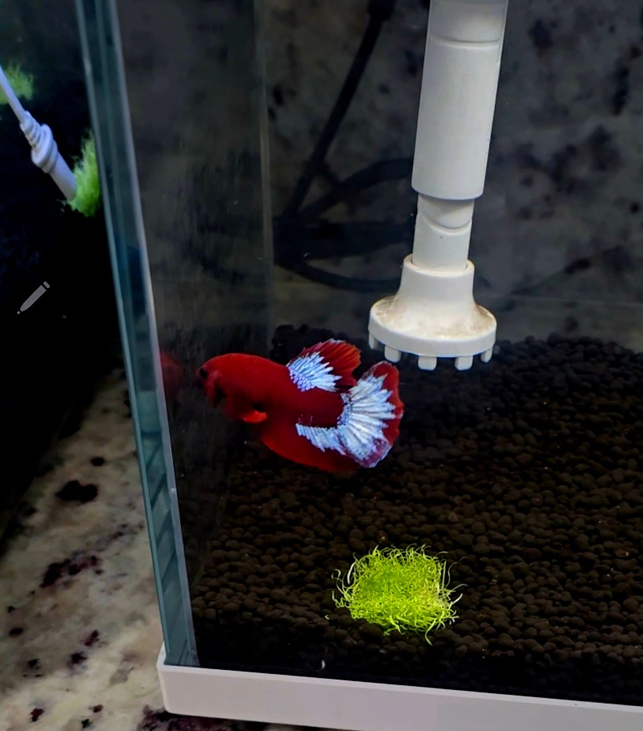 Customer photo review of Hellboy Plakat Male Betta Fish | Order Directly From Farm | You Pick Fish