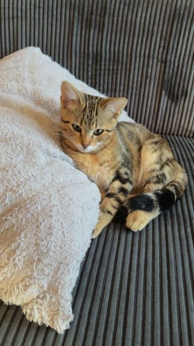 Avis photo d'un client sur Croquettes Chaton Sans Céréales - Poulet & Huile de Saumon