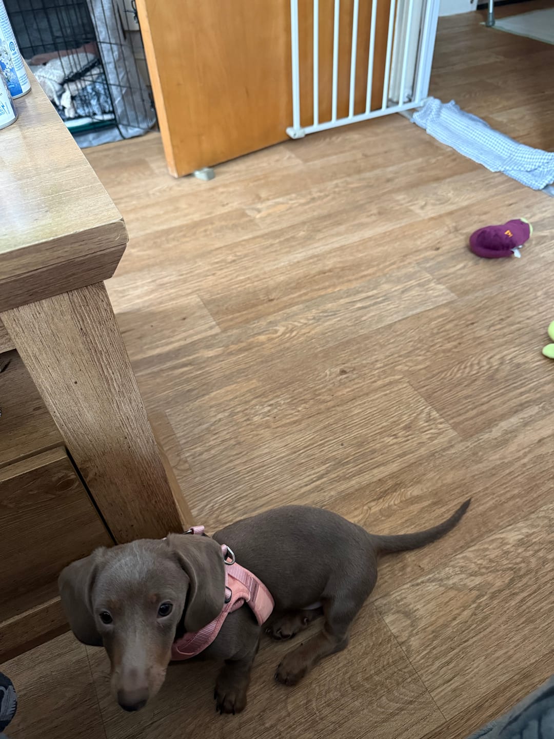 Customer photo review of Boomerang Harness - XS-M Breeds - Pink