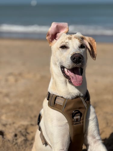 Customer photo review of Wurmtest Plus Hund