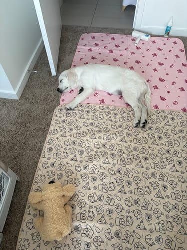 Customer photo review of Potty Buddy™ - The Durable Leak-Free Potty Pads