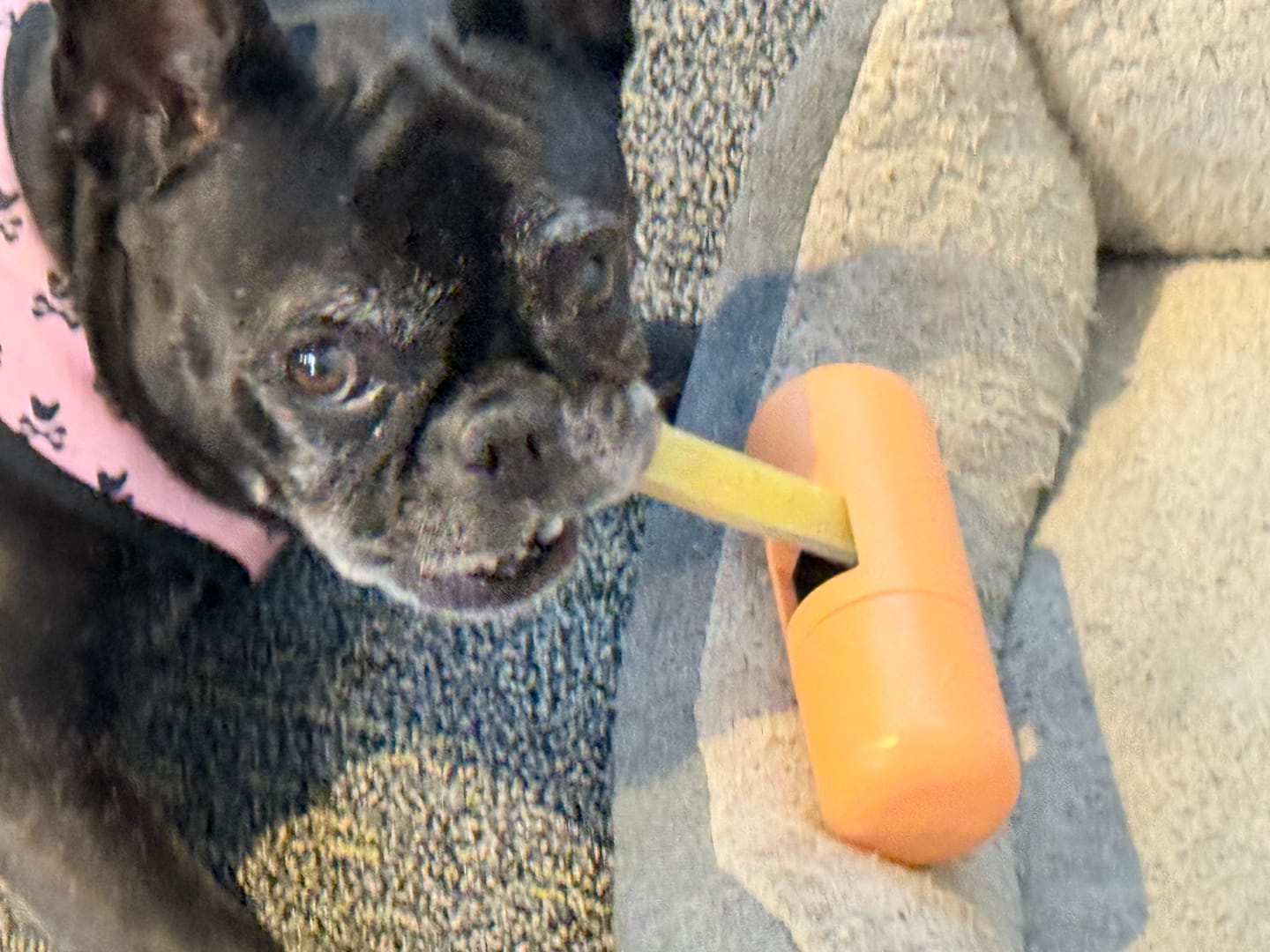 Customer photo review of Safe Dog Chew Holder