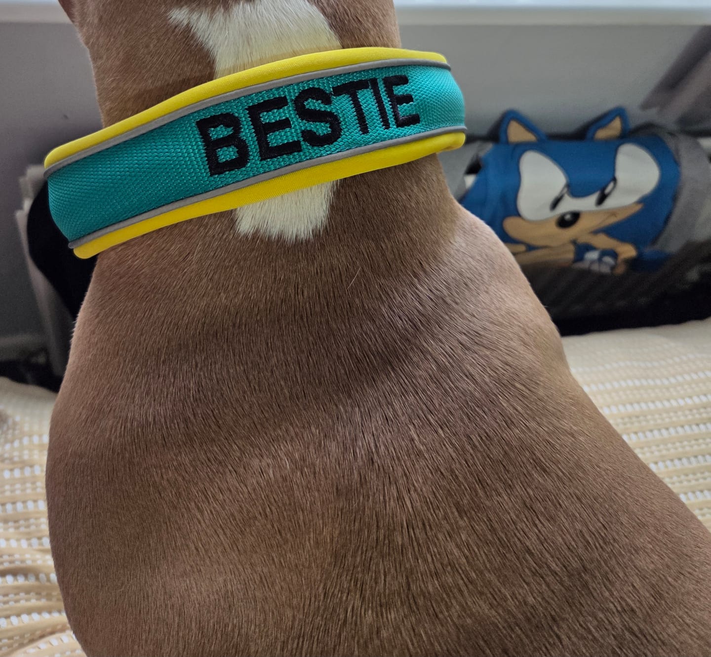Customer photo review of 4cm Slip on Collar | Foam Padded - Turquoise x Yellow