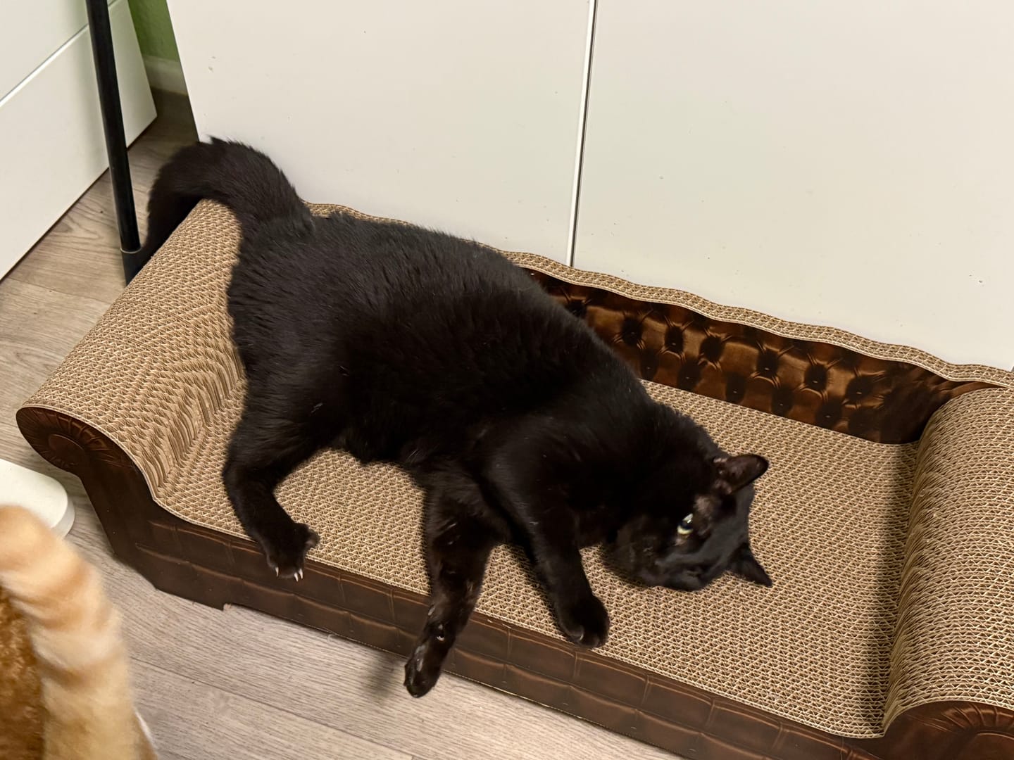Customer photo review of LöwenLounge XXL