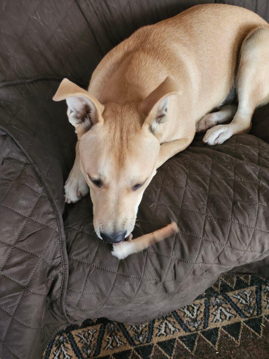 Customer photo review of Chewy Ostrich Flat Tendon: Satisfying All-Natural Chew for Dental Health & Gentle Digestion