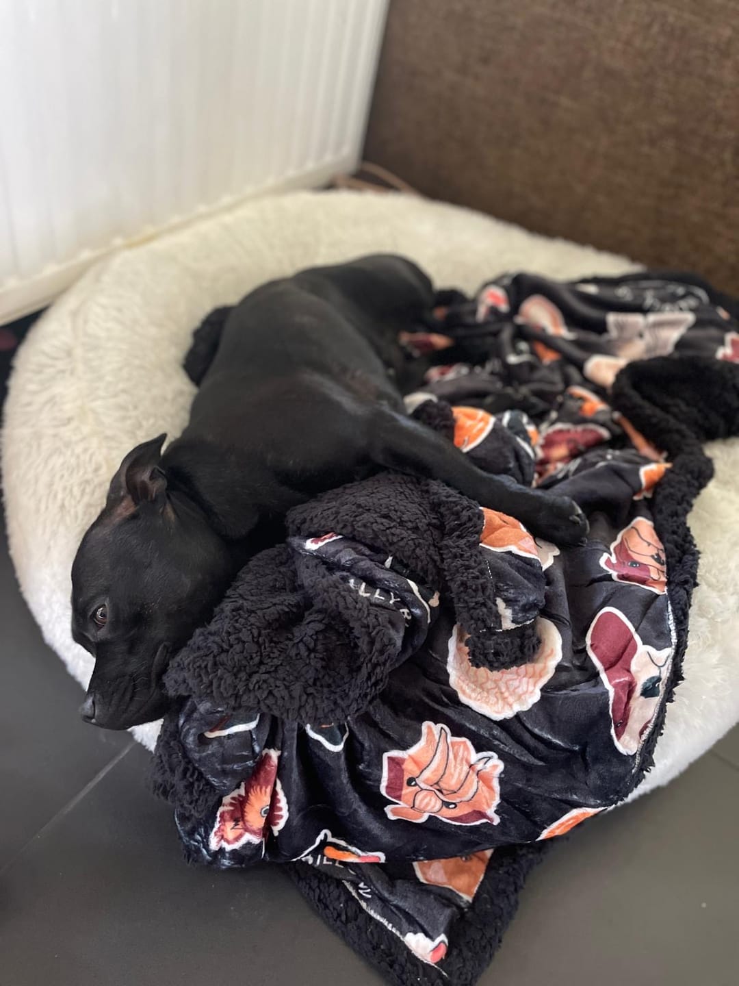 Customer photo review of Black Edition | Luxury Dog & Human Blanket