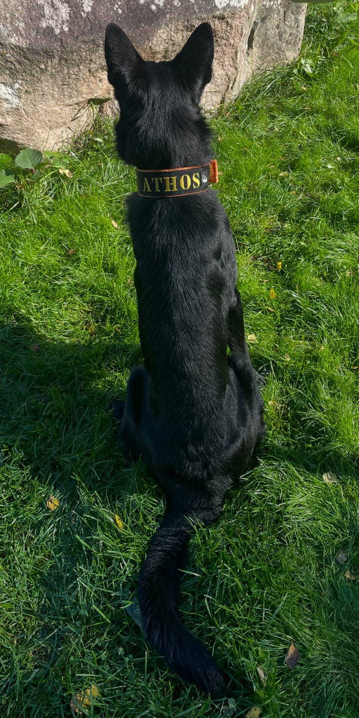 Customer photo review of Hundhalsband med namn