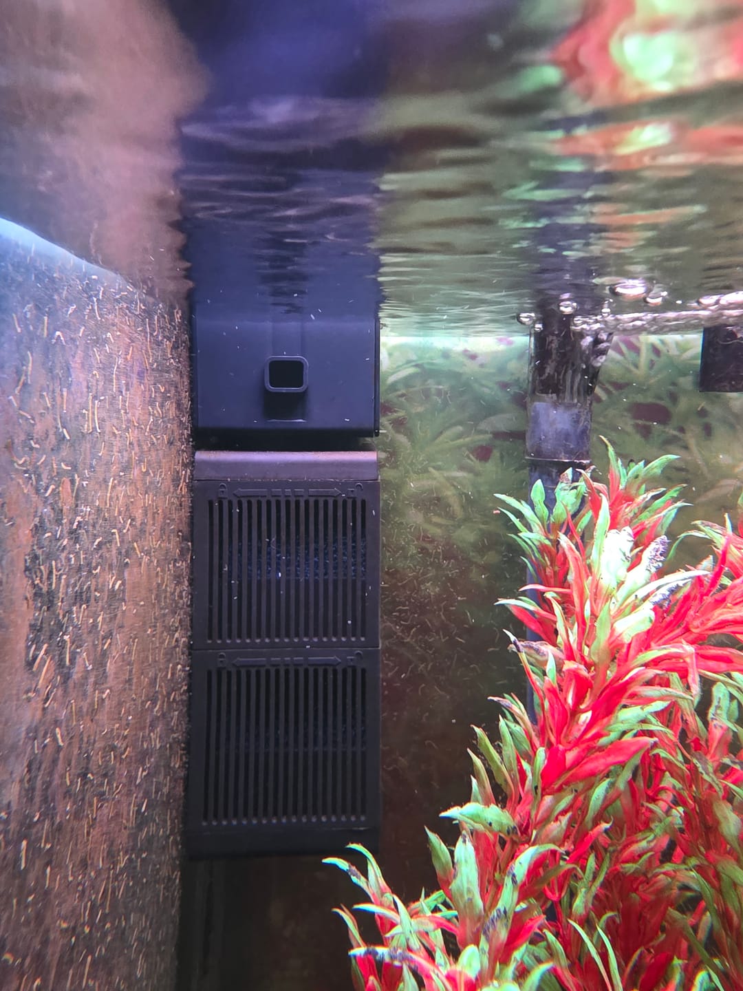 Customer photo review of Shark PRO
