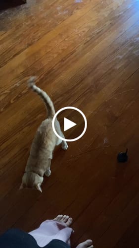 Customer video review of Interactive Bird Simulation Cat Toy Set