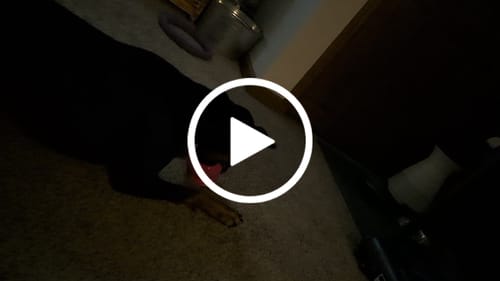 Customer video review of Freezball - Durable Fillable Dog Chew Bone