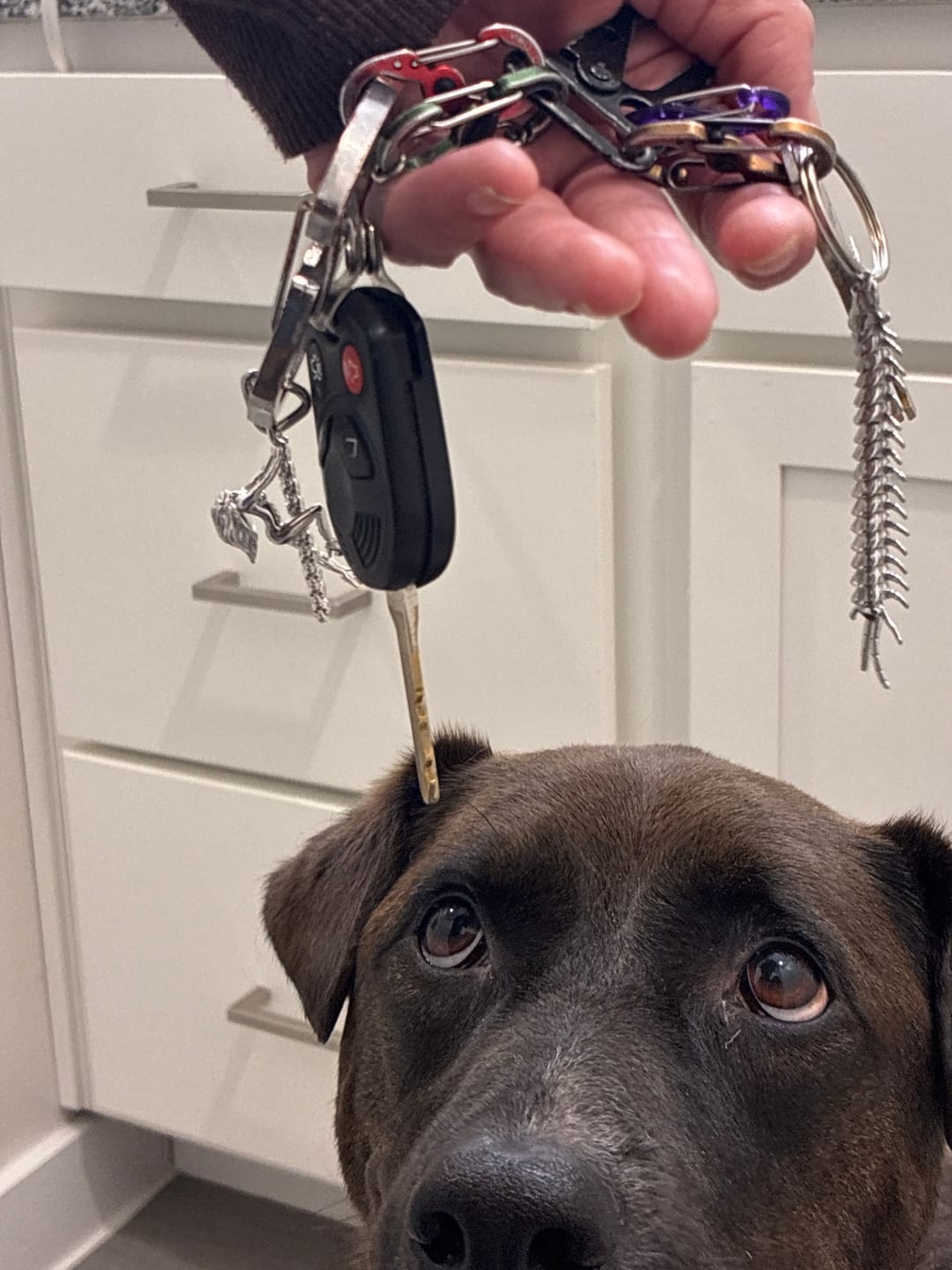 Customer photo review of CENTIPEDE SAFETY PIN