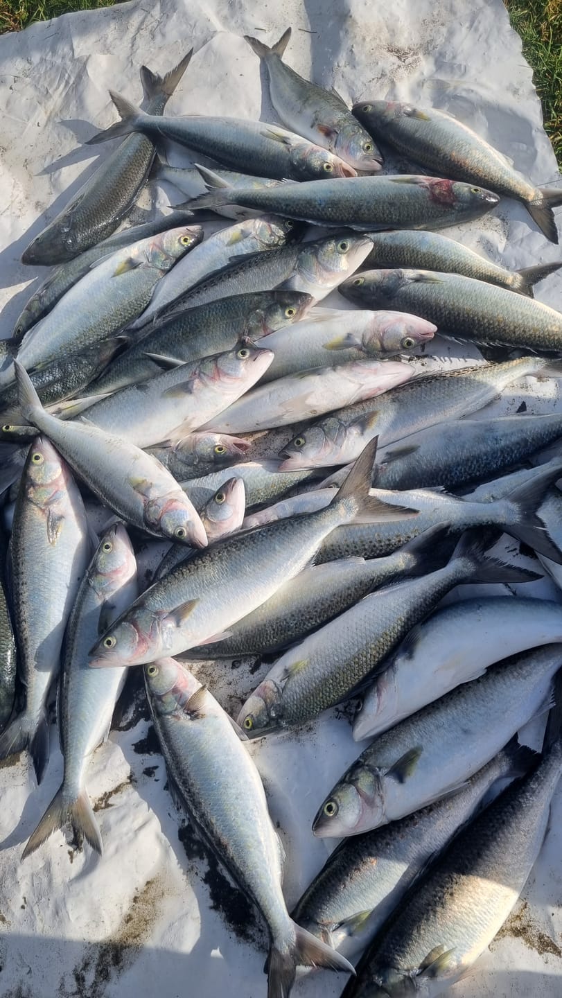Customer photo review of Mullet Set Net - 40m