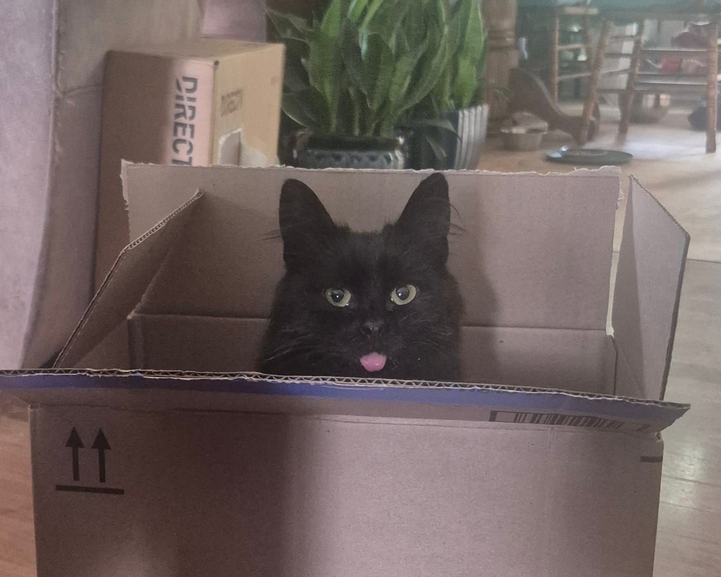 Customer photo review of Cat Dental Care & Bad Breath Remedy