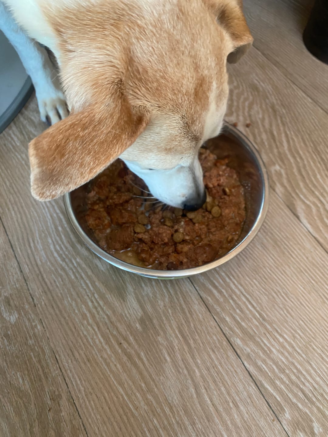 Customer photo review of Nutridog ReiseFit Barf Menü - Sterilisiertes Rind, 400g – Keine Kühlung erforderlich