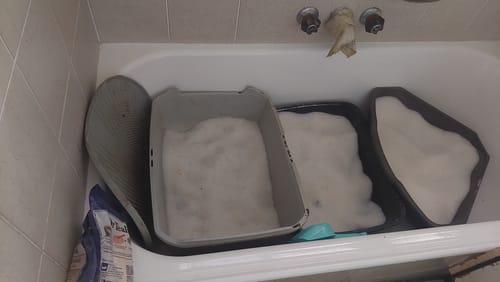 Customer photo review of 1 Month Supply – 1 Cat