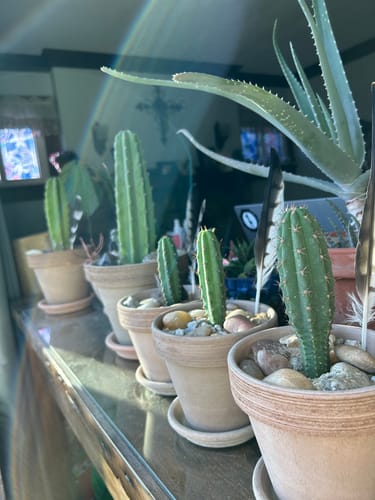 Customer photo review of Trichocereus Bridgesii | Bolivian Torch Cactus
