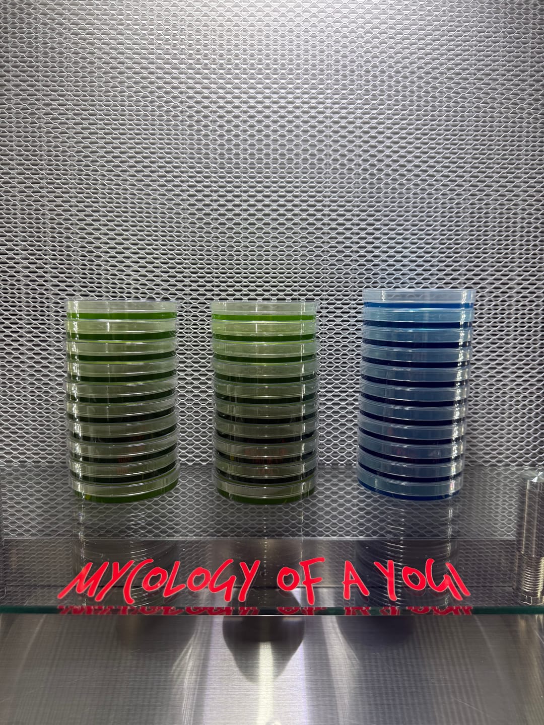 Customer photo review of Standard/Disposable 90mm*15mm Polystyrene Petri Dish