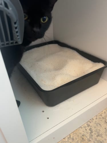 Customer photo review of 3 Month Supply - 1 Cat