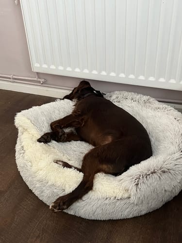 Customer photo review of Burrow Buddy™ - Pet Bed