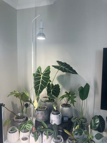 Customer photo review of Pianta Grow Light and Adjustable Floor Lamp Bundle