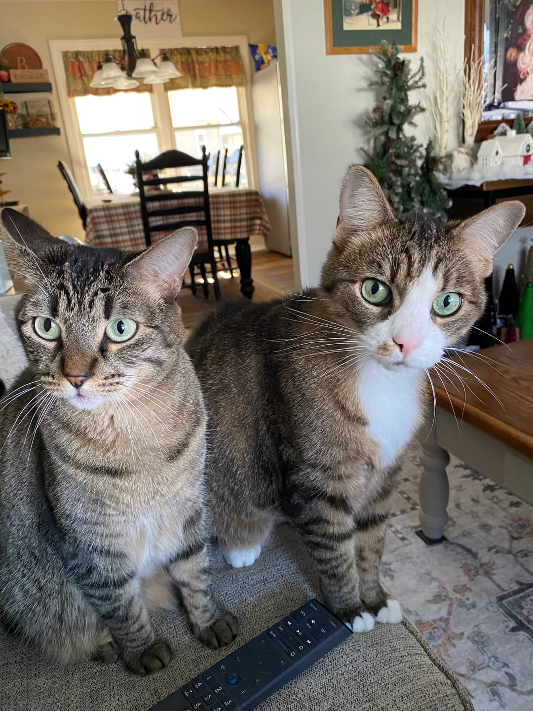 Customer photo review of Cat Allergy Relief & Immune Support Remedy