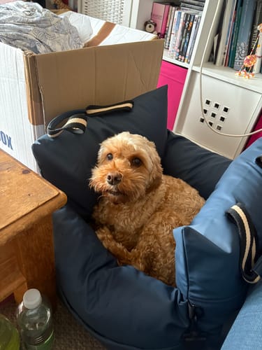 Customer photo review of Wagging Rights - Dog Dock
