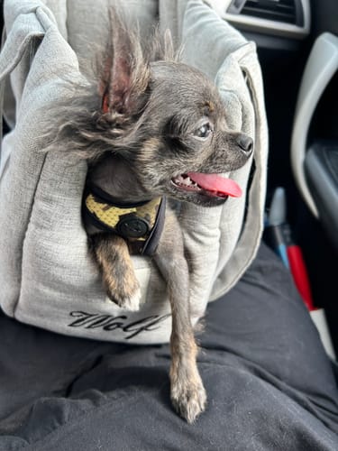 Customer photo review of Borsa Mattias (Soft Touch) Grigio Chiaro