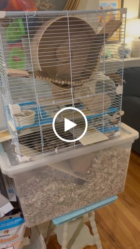 Customer video review of Niteangel Wooden Hamster Exercise Wheel:- Silent Hamster Running Wheel for Hamsters Gerbil Mice and Other Similar-Sized Small Pets