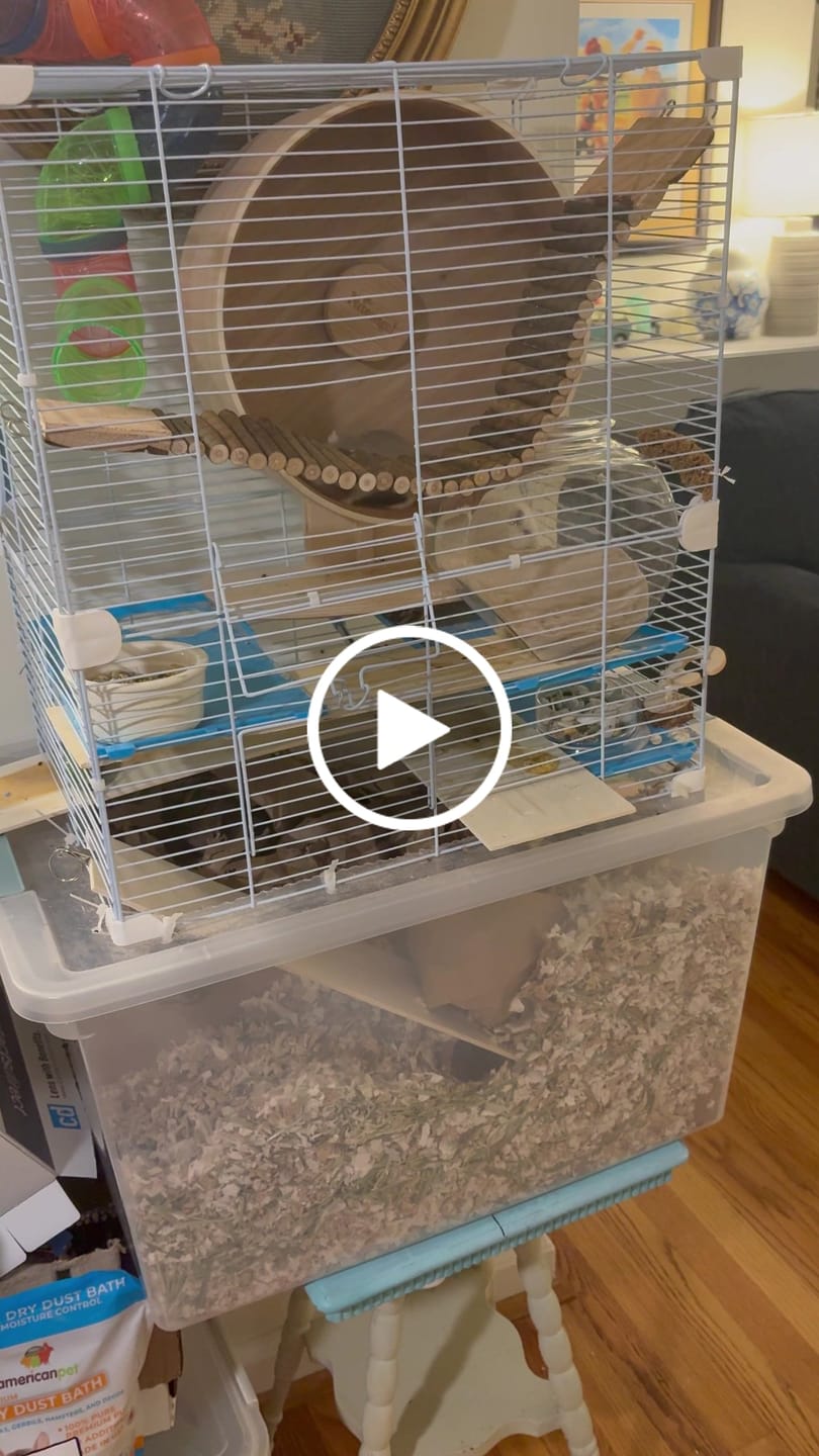 Customer video review of Niteangel Wooden Hamster Exercise Wheel:- Silent Hamster Running Wheel for Hamsters Gerbil Mice and Other Similar-Sized Small Pets