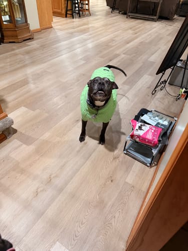 Customer photo review of Cable Knit Dog Sweater - Mint Green