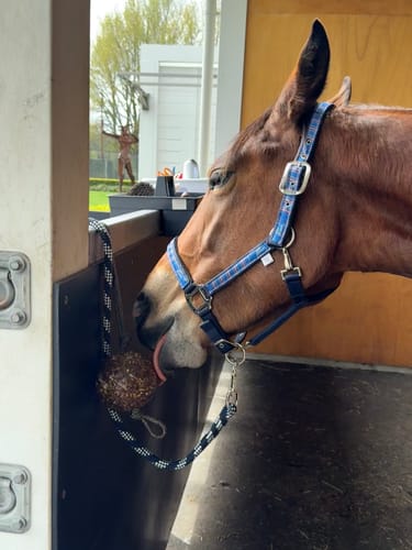 Customer photo review of Horse Health StayBall