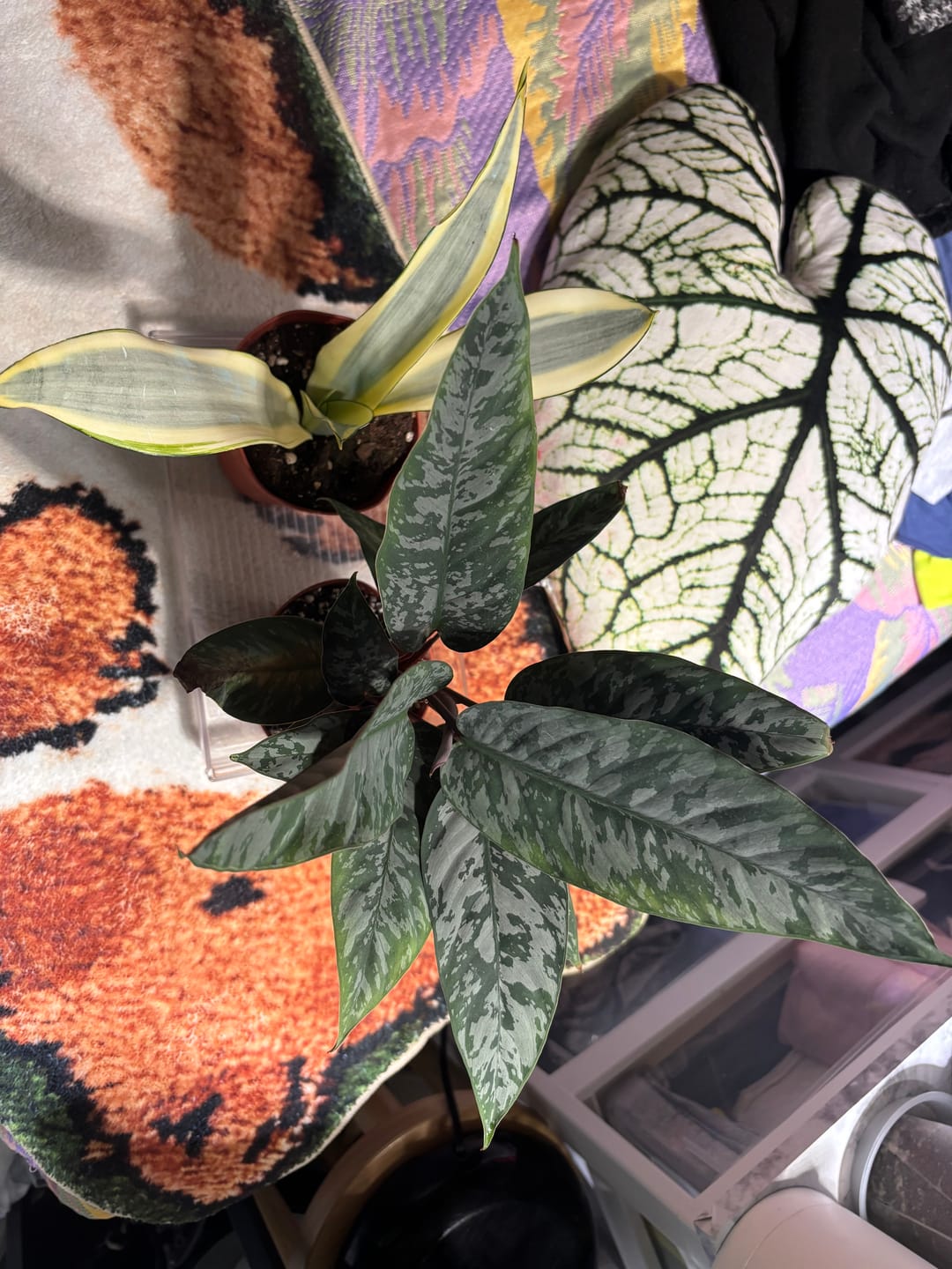 Customer photo review of Apoballis acuminatissima 'Lavallaei'